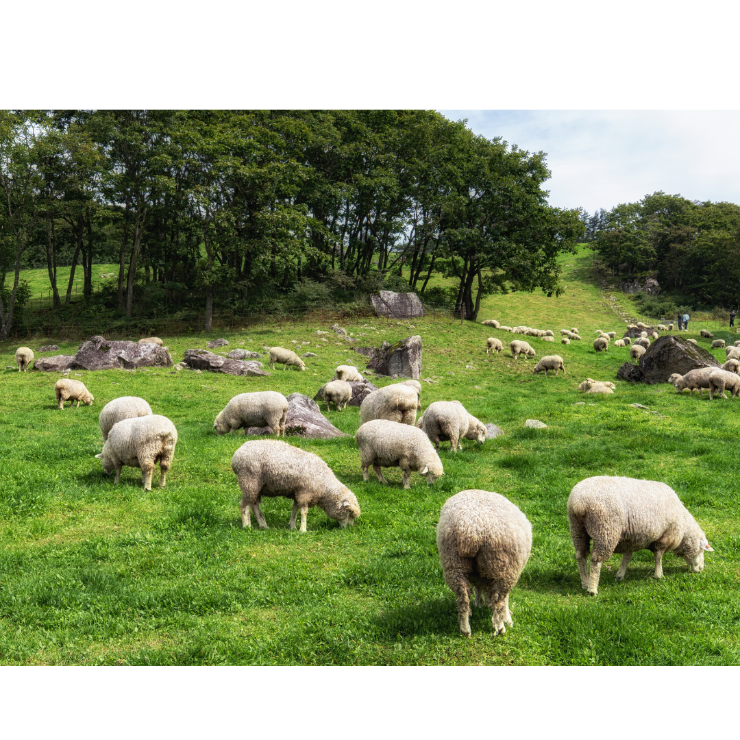 Australia's Sheep Facial Recognition Technology Nears Implementation
